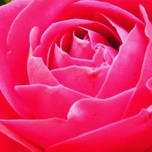 rose-relationship